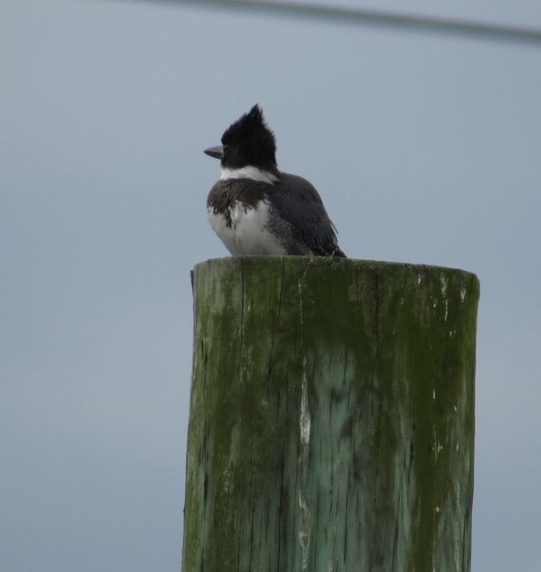 Belted Kingfisher