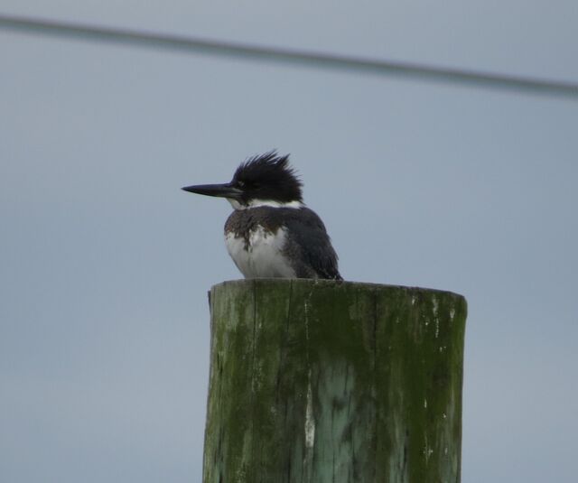 Belted Kingfisher