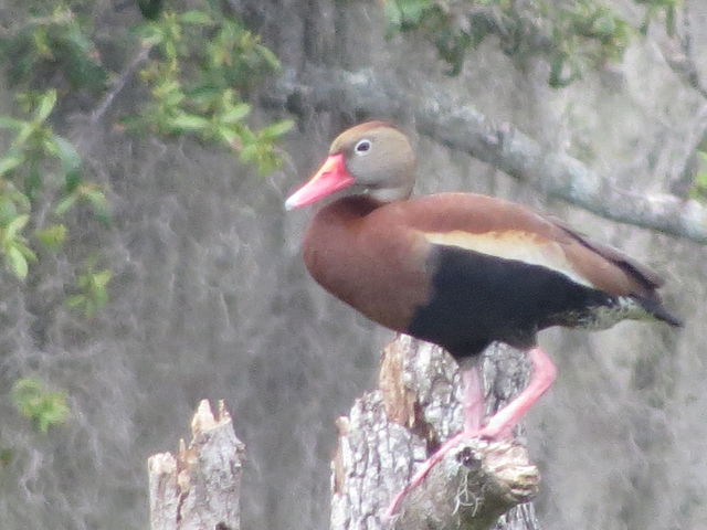 Black-bellied Whistling-Duck