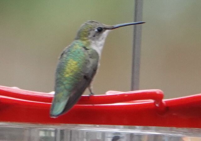 Black-chinned Hummingbird