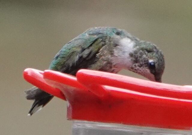 Black-chinned Hummingbird