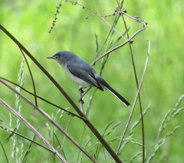 Blue-gray Gnatcatcher