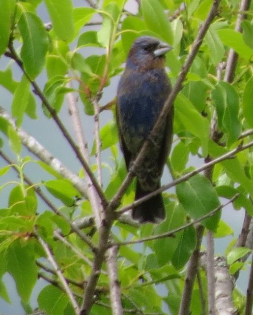 Blue Grosbeak