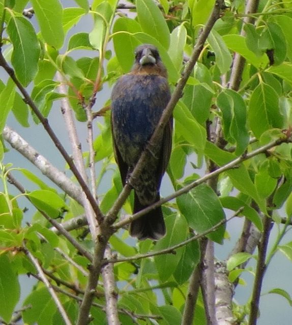 Blue Grosbeak