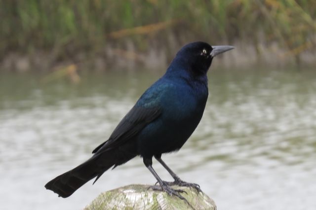 Boat-tailed Grackle