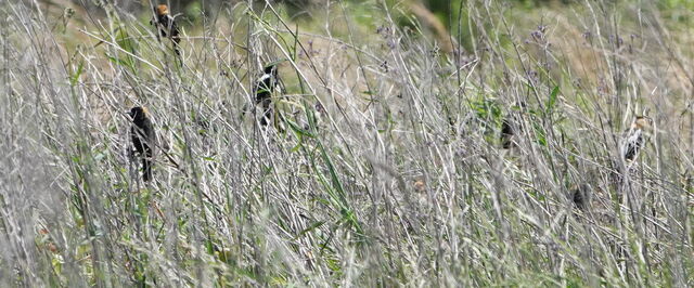 Bobolink