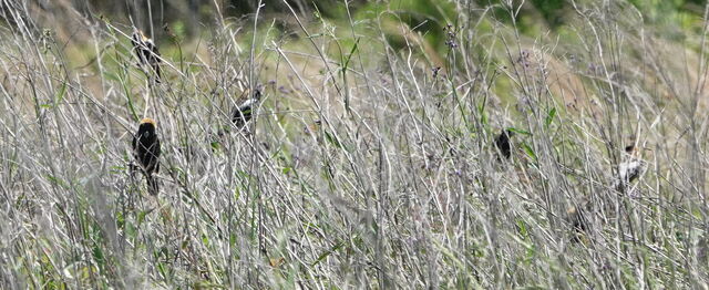 Bobolink