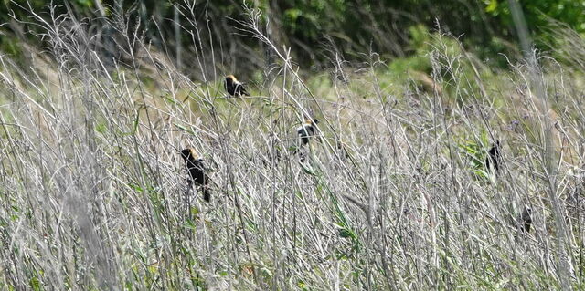 Bobolink