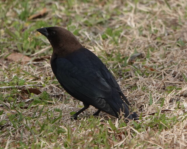 Brown-headed Cowbird