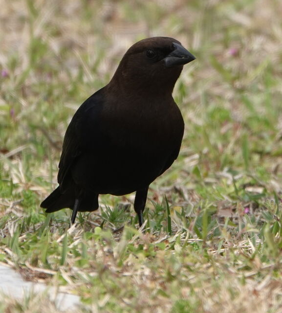 Brown-headed Cowbird