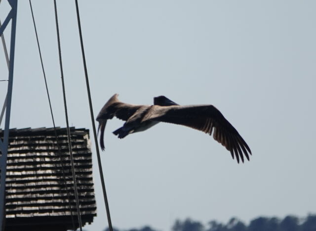 Brown Pelican