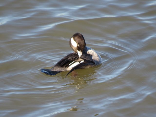 Bufflehead