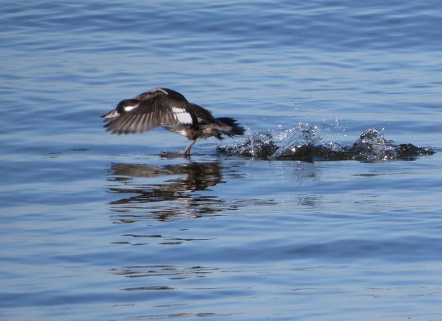 Bufflehead