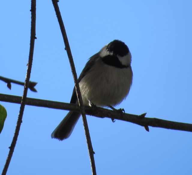 Carolina Chickadee