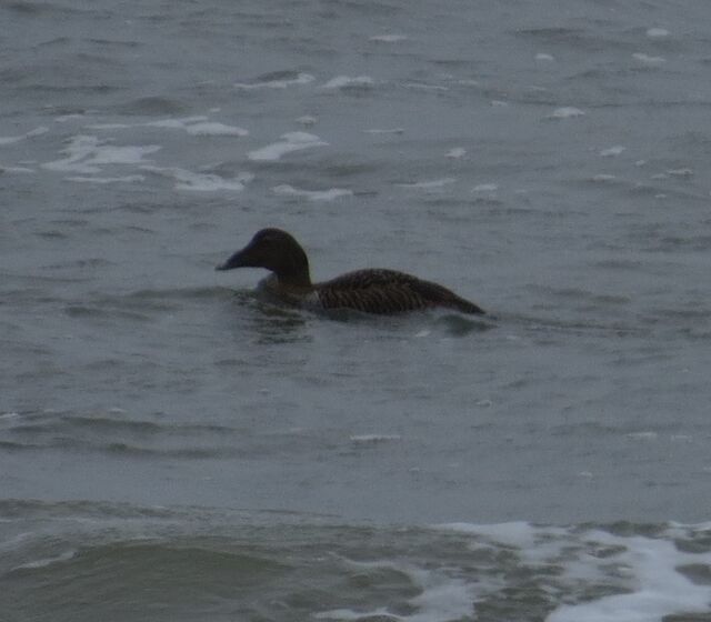 Common Eider