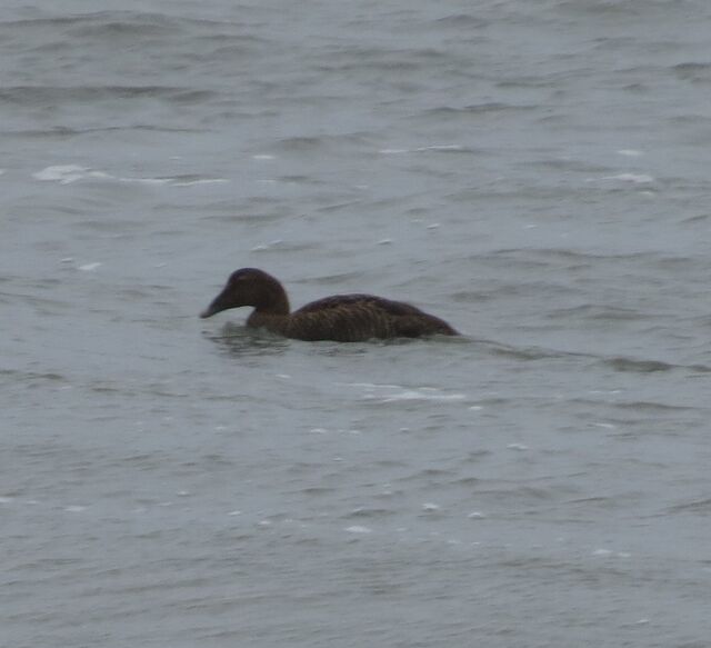 Common Eider