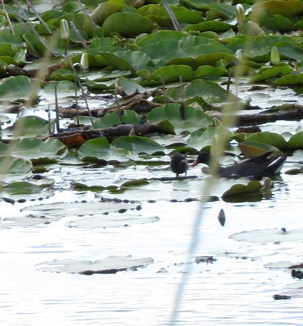 Common Gallinule