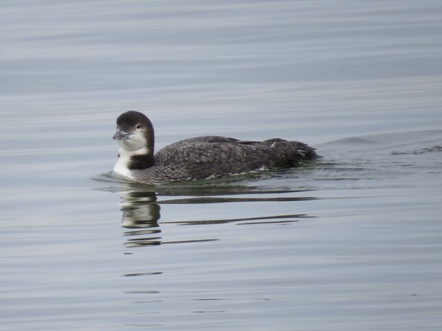 Common Loon