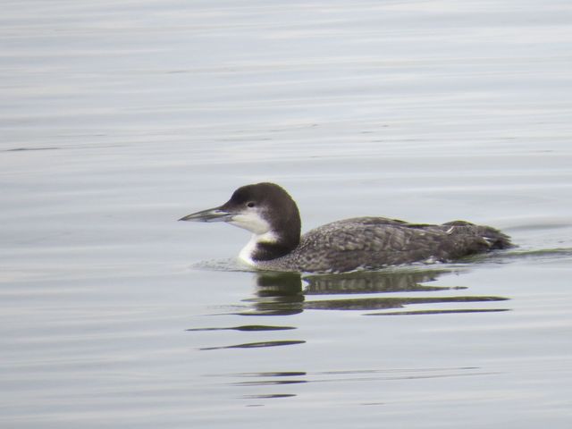 Common Loon