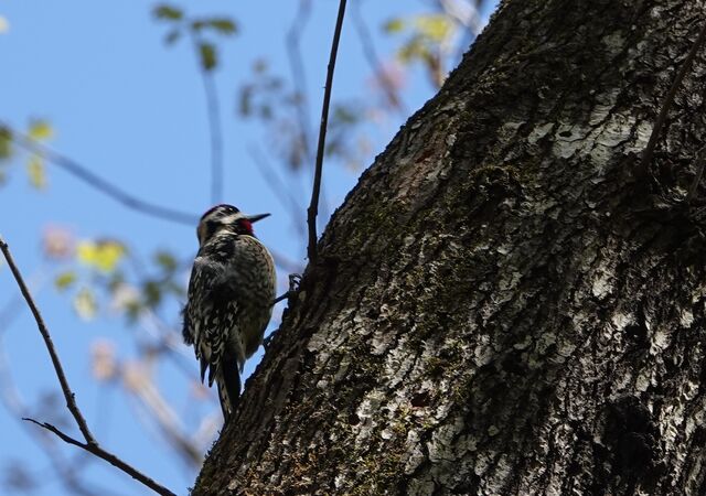 Yellow-bellied Sapsucker