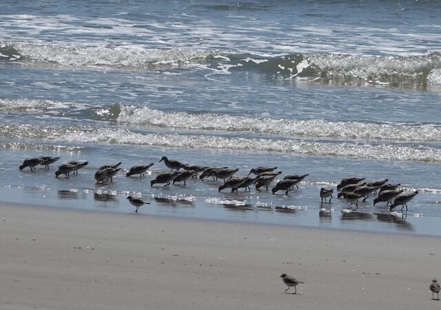 Red Knot