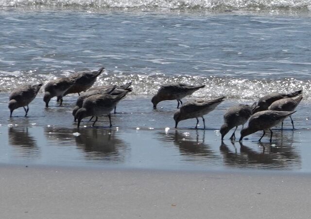 Red Knot