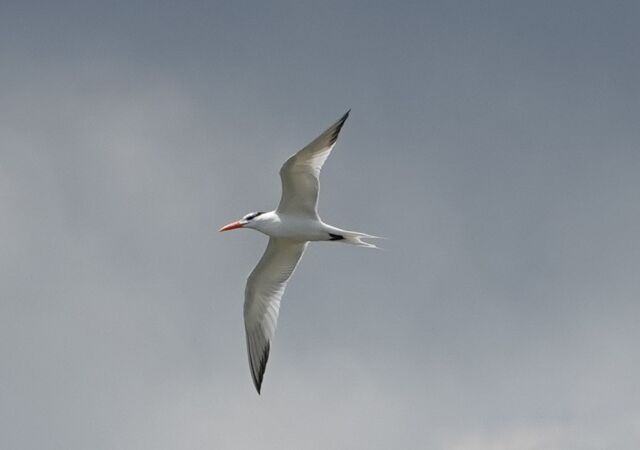 Royal Tern