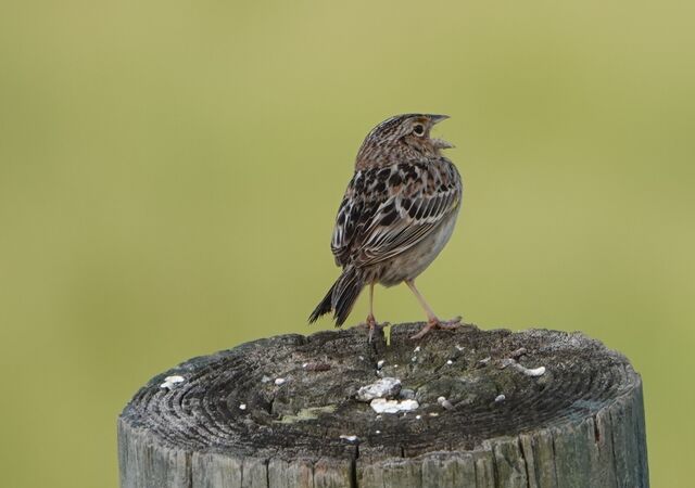 Grasshopper Sparrow