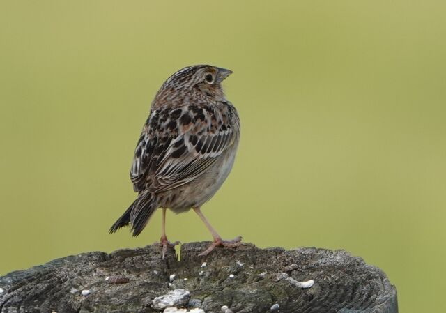 Grasshopper Sparrow