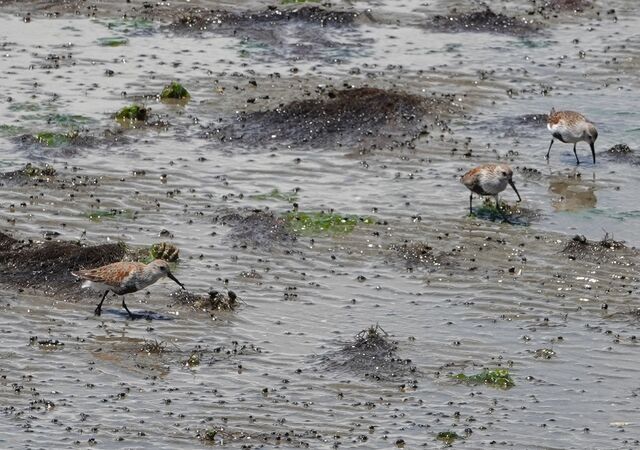 Dunlin