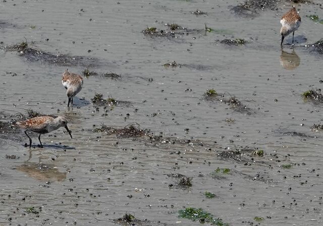 Dunlin