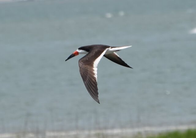 Black Skimmer