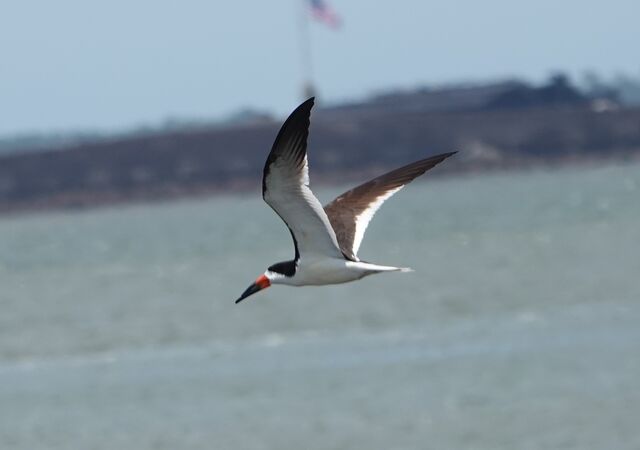 Black Skimmer