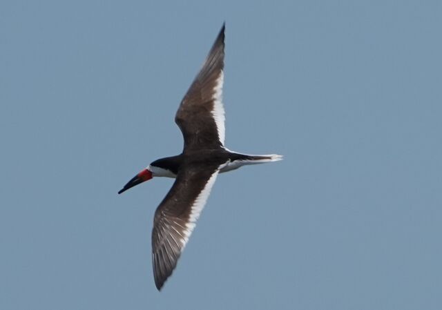 Black Skimmer