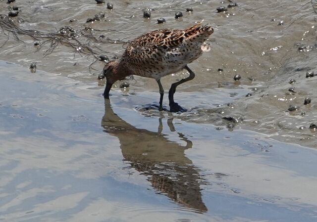 Short-billed Dowitcher