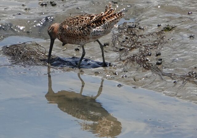 Short-billed Dowitcher