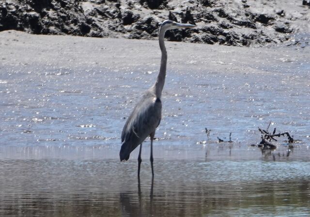 Great Blue Heron