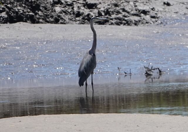 Great Blue Heron