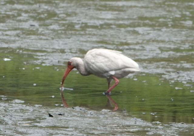 White Ibis