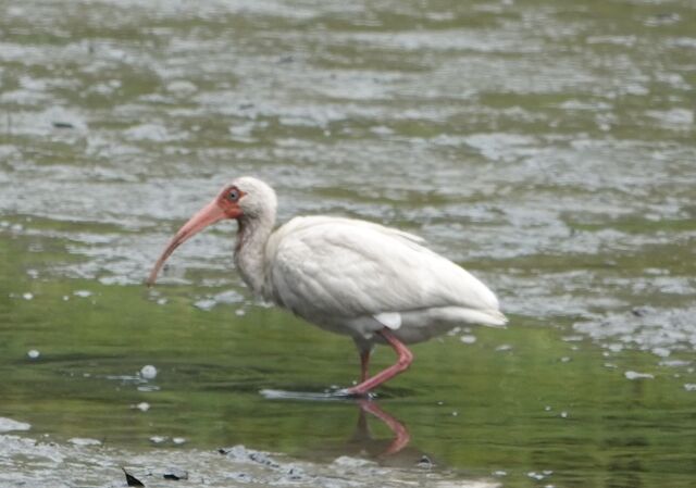 White Ibis