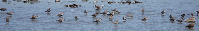 Dunlin