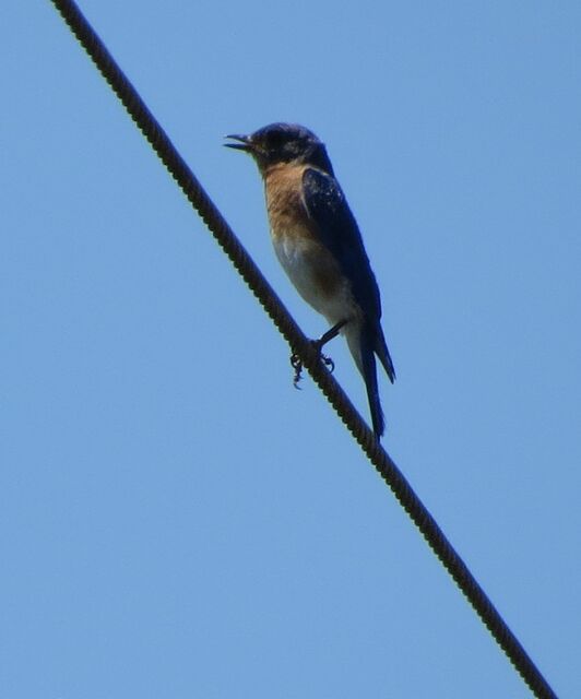 Eastern Bluebird