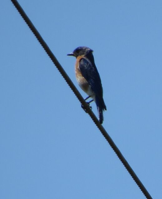 Eastern Bluebird