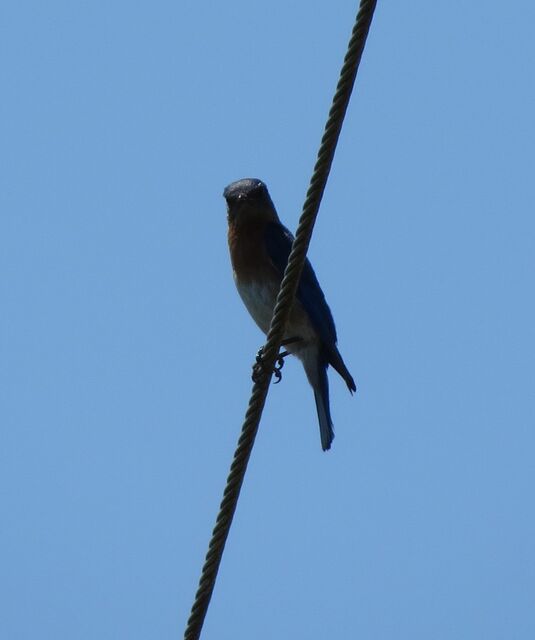 Eastern Bluebird