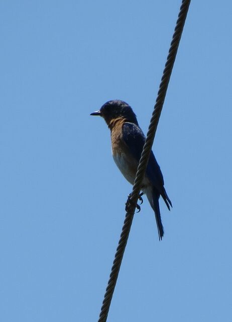 Eastern Bluebird