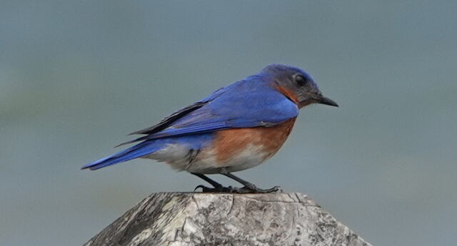 Eastern Bluebird