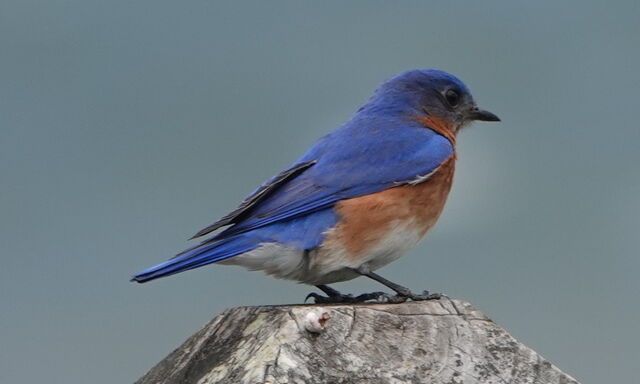 Eastern Bluebird