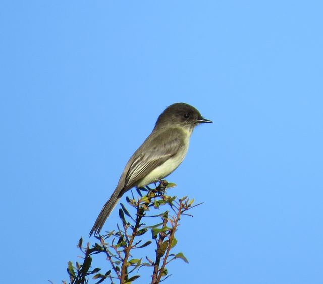 Eastern Phoebe