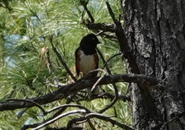 Eastern Towhee