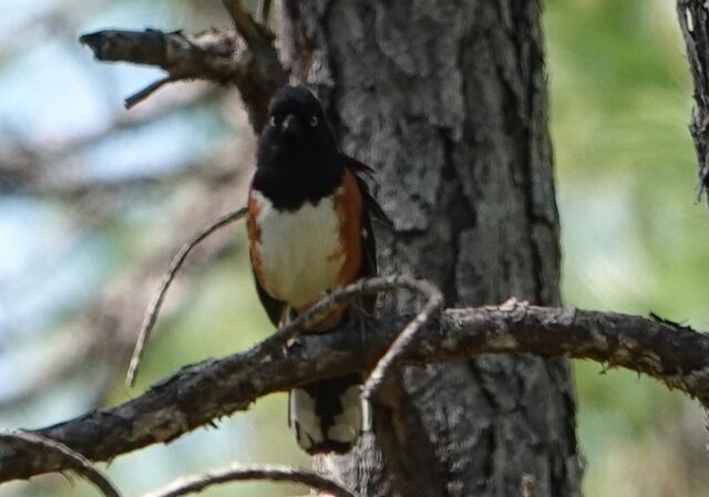 Eastern Towhee